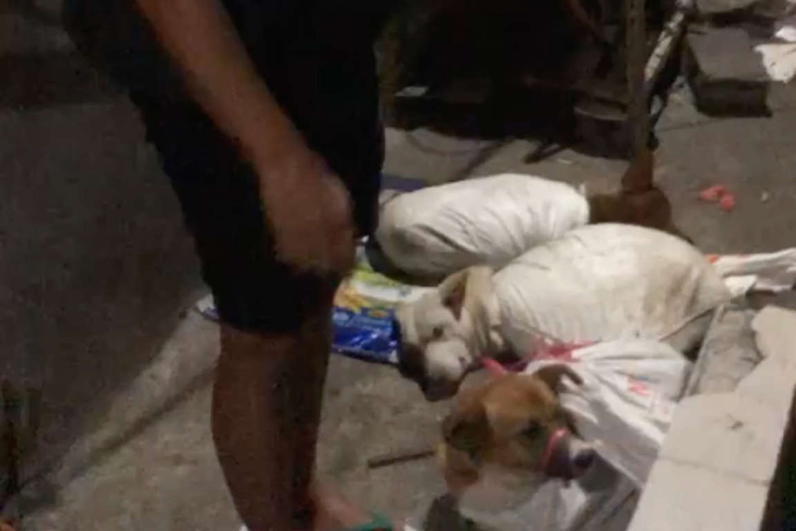 Praktik Jagal Anjing Untuk Diolah Menjadi Masakan Terbongkar di Surabaya